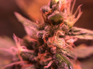 Growreport Bild 38