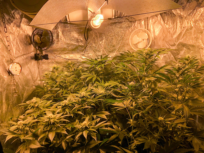Growreport Bild 1