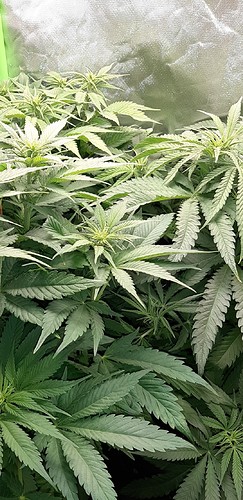 Growreport Bild 2