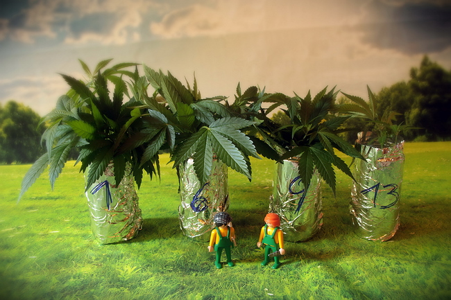 Growreport Bild 20
