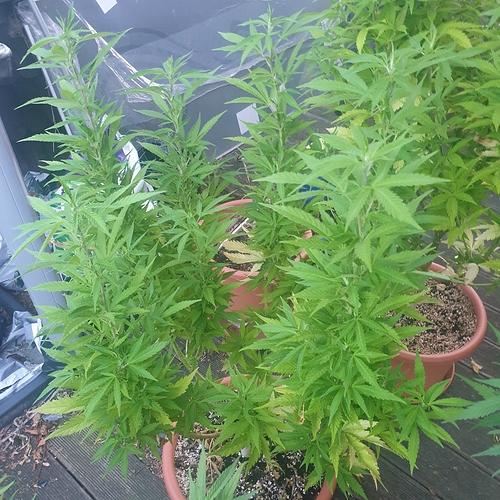 15967385815265719742266412785352