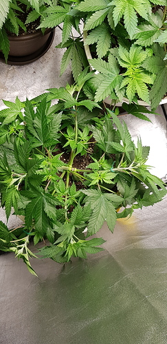 Growreport Bild 2