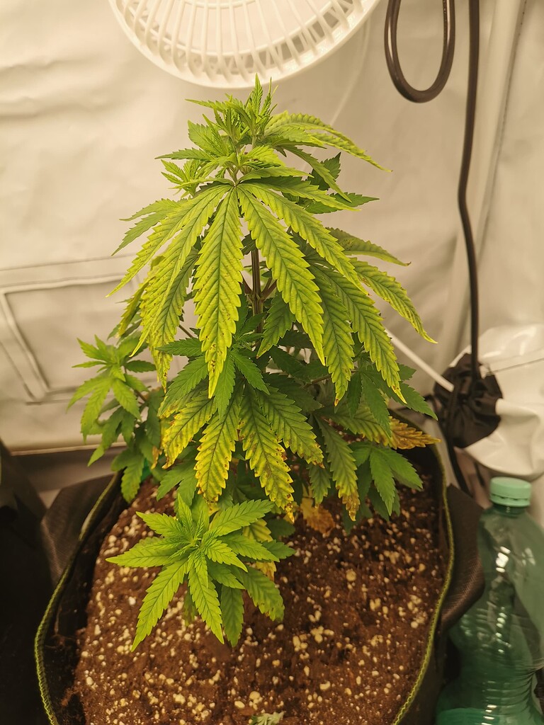 Braune Flecken und gelbe Blätter GrowProbleme Forum