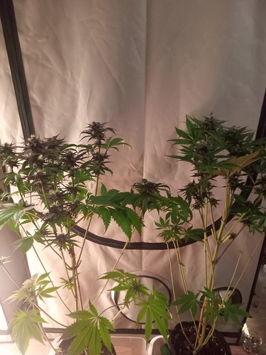 Growreport Bild 30