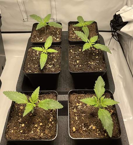 4903426_grow-journal-by-glen1818