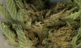 Growreport Bild 17