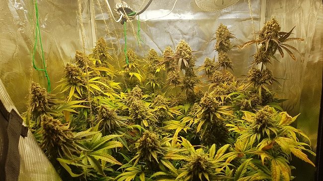 Growreport Bild 5
