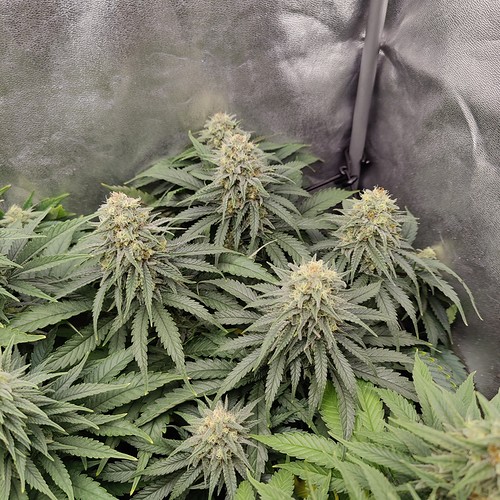 Growreport Bild 5