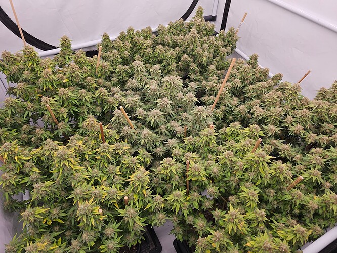 Growreport Bild 1