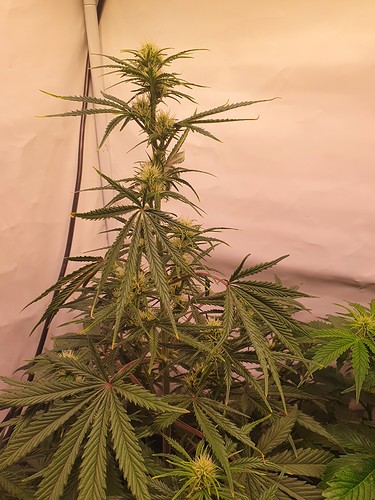 Growreport Bild 3