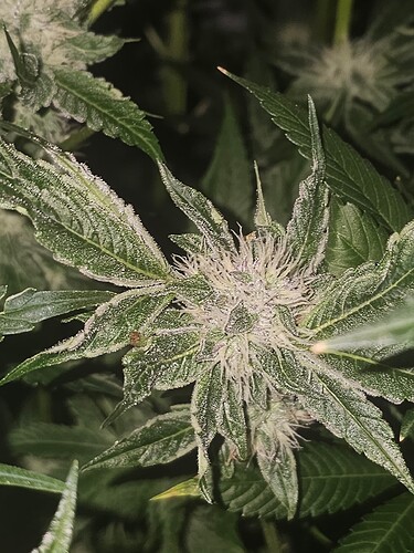 Growreport Bild 20