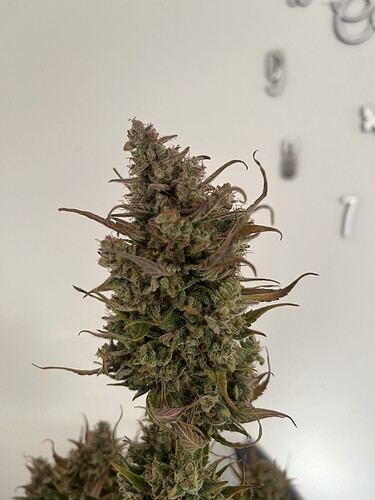 Growreport Bild 44