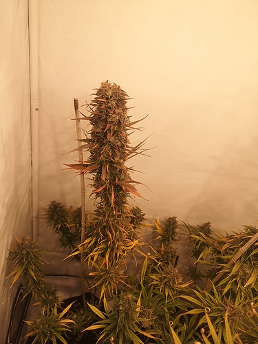 Growreport Bild 3