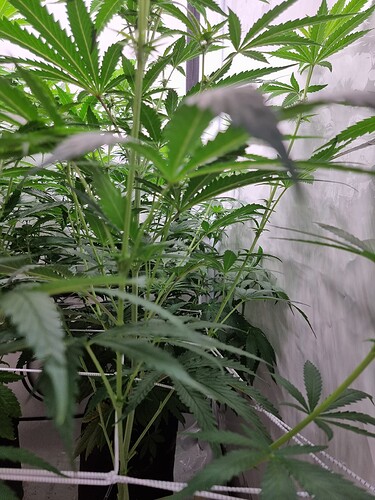 Growreport Bild 81