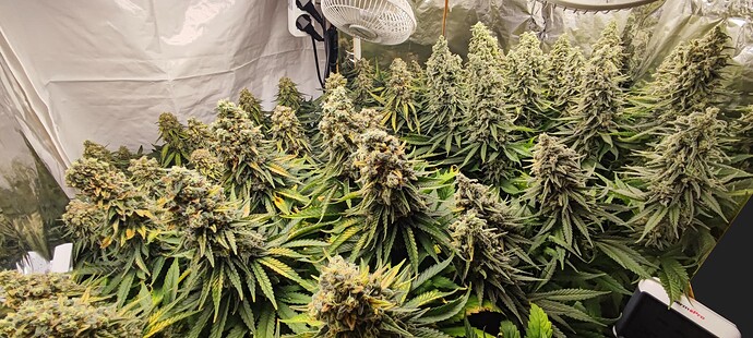 Growreport Bild 19