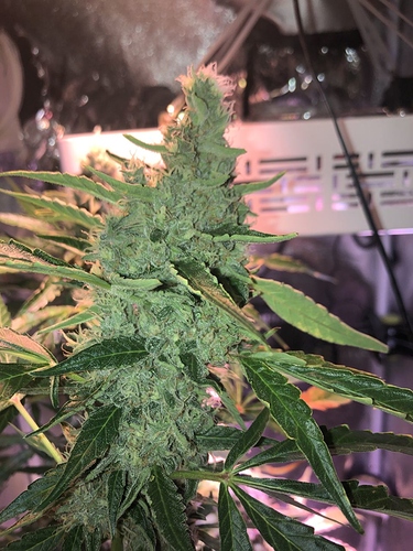 Growreport Bild 25