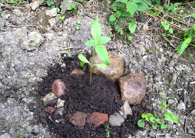 Growreport Bild 22