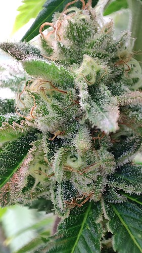 Growreport Bild 27