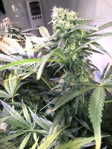 Growreport Bild 7