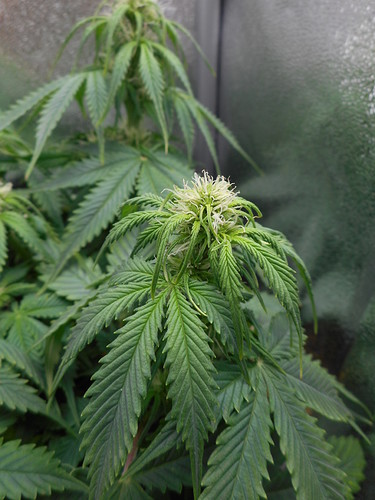 Growreport Bild 6