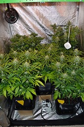 Growreport Bild 11