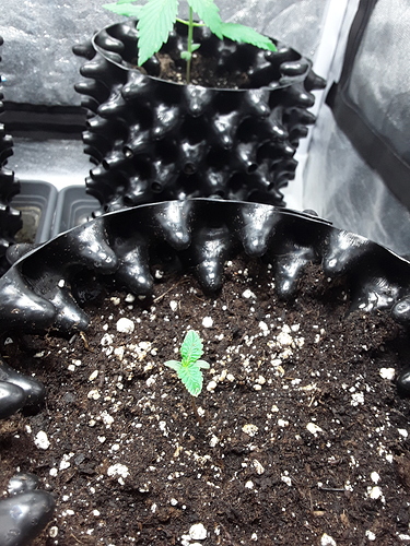 Growreport Bild 7