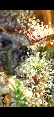 Growreport Bild 28