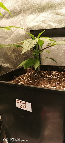 Growreport Bild 23