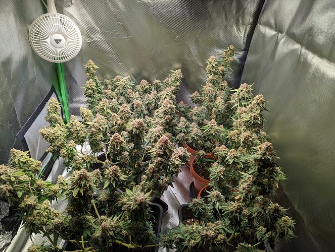 Growreport Bild 3