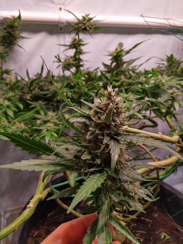 Growreport Bild 10