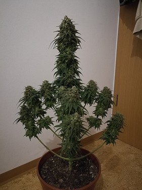Growreport Bild 18