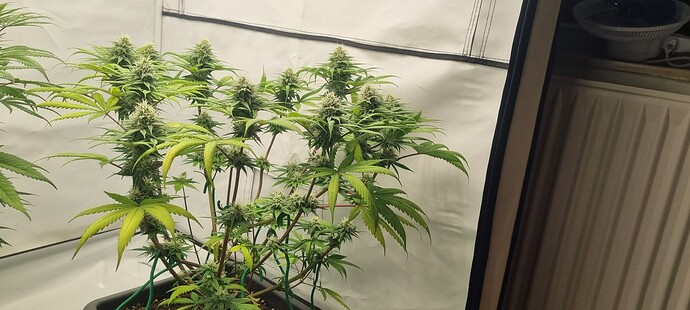 Growreport Bild 9