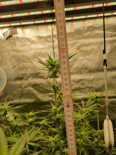 Growreport Bild 1