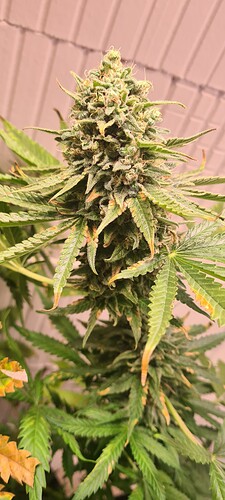 Growreport Bild 3