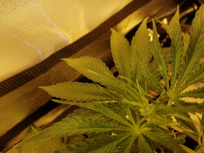 Growreport Bild 8