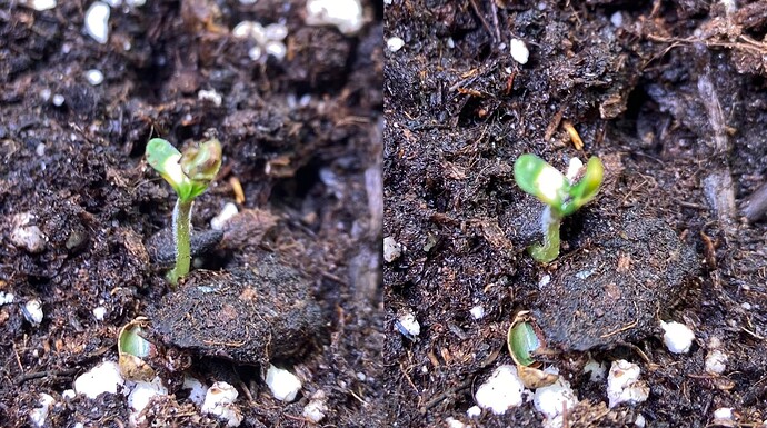 Growreport Bild 9