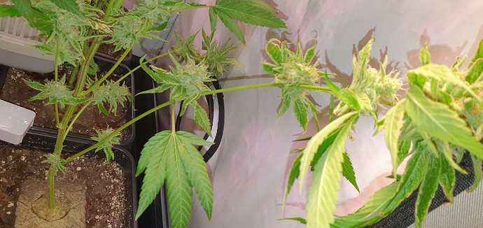 Growreport Bild 8