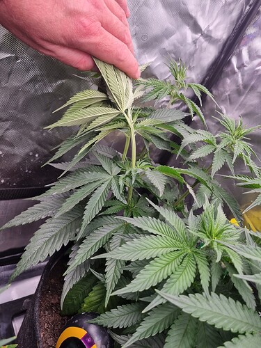 Growreport Bild 40