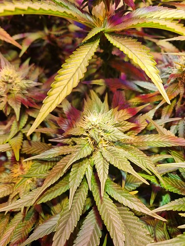 Growreport Bild 35