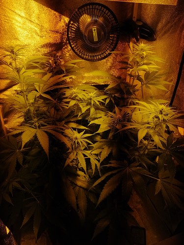 Growreport Bild 1