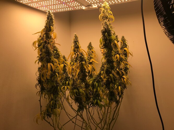 Growreport Bild 6
