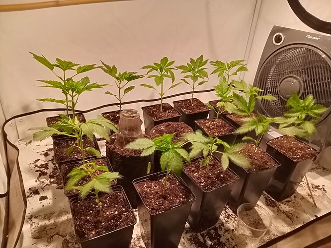 Growreport Bild 2
