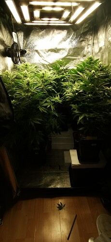 Growreport Bild 35