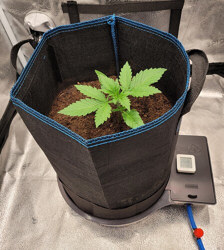 Growreport Bild 4