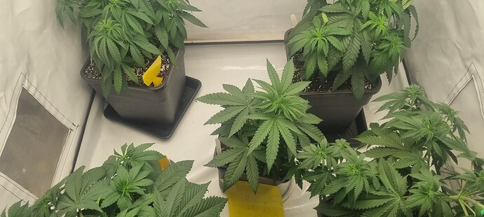Growreport Bild 29