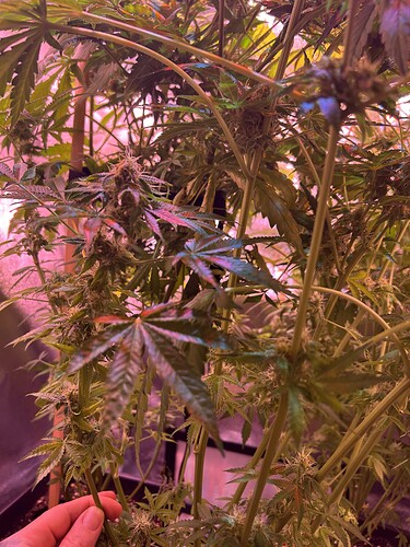Growreport Bild 4