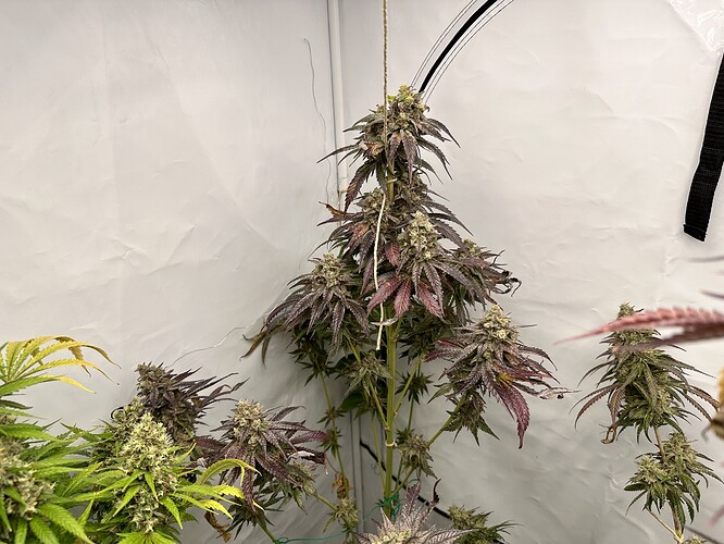 Growreport Bild 12