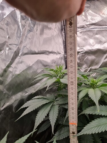 Growreport Bild 2