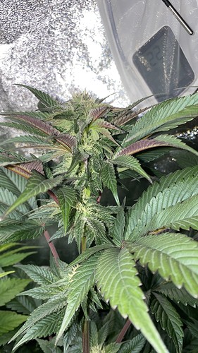 Growreport Bild 13