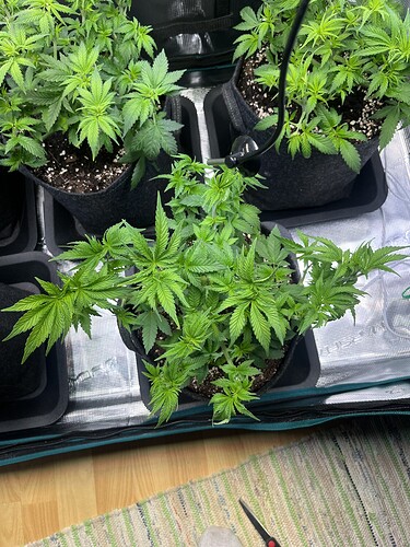 Growreport Bild 5
